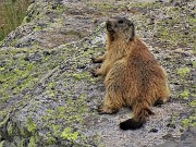 08 Marmottona  in relax al Lago del Diavolo al nostro rientro